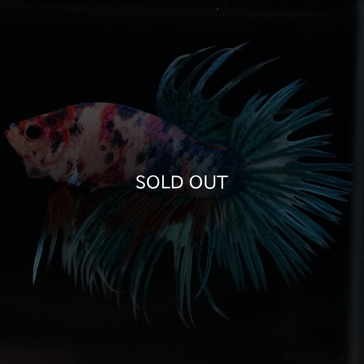 画像5: CT キャンディ (5)