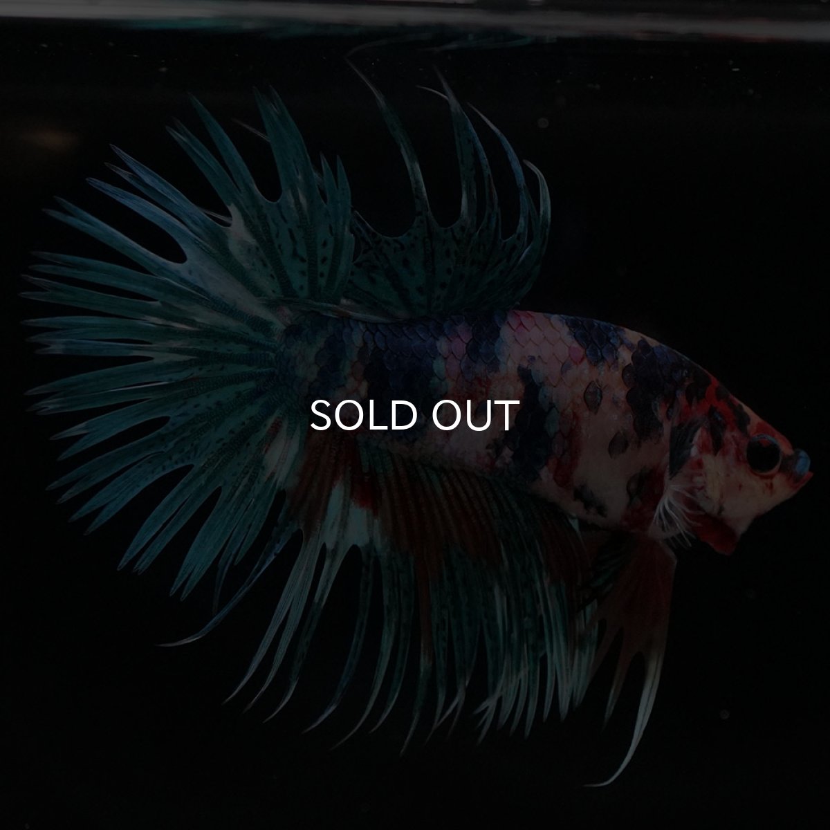 画像6: CT キャンディ (6)