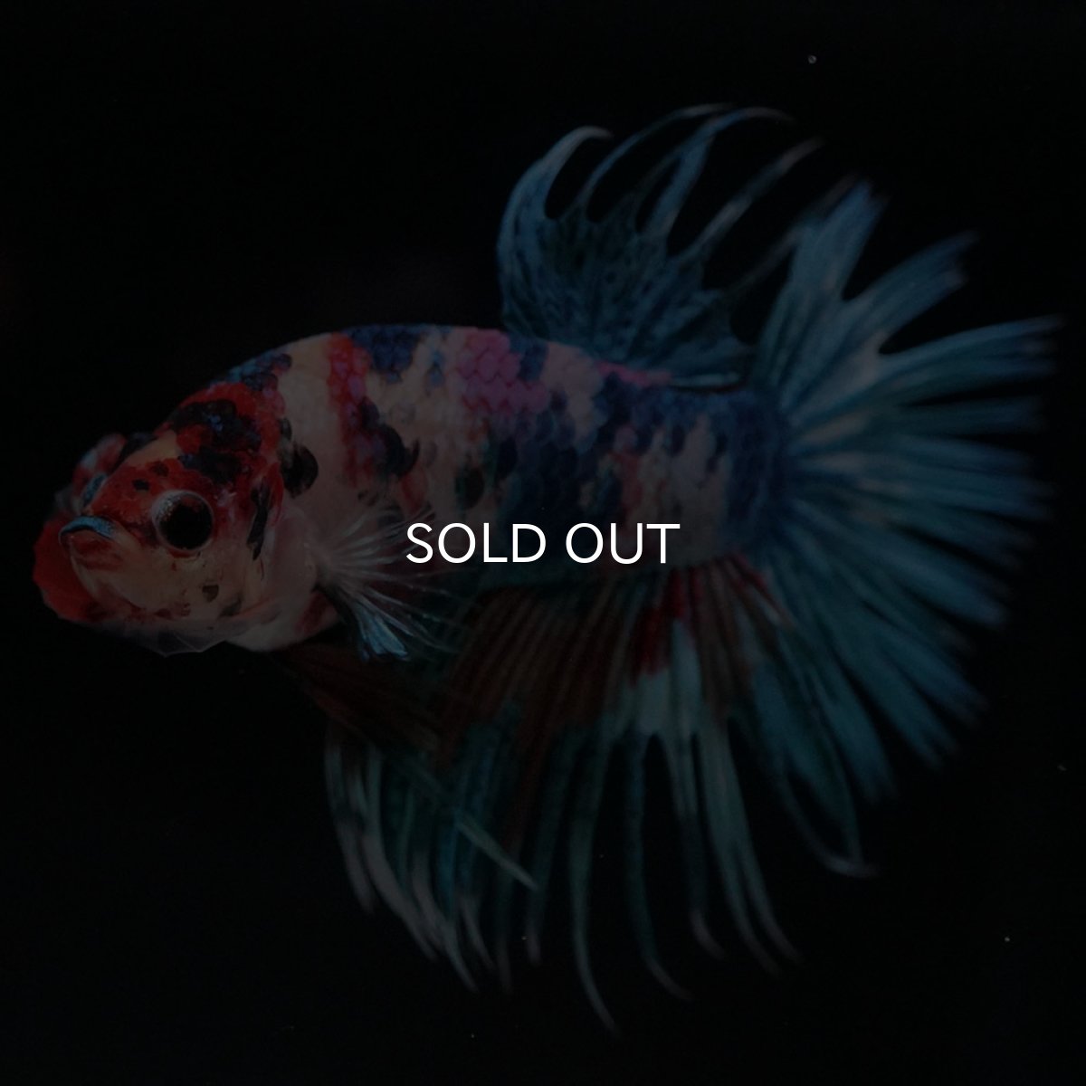 画像3: CT キャンディ (3)