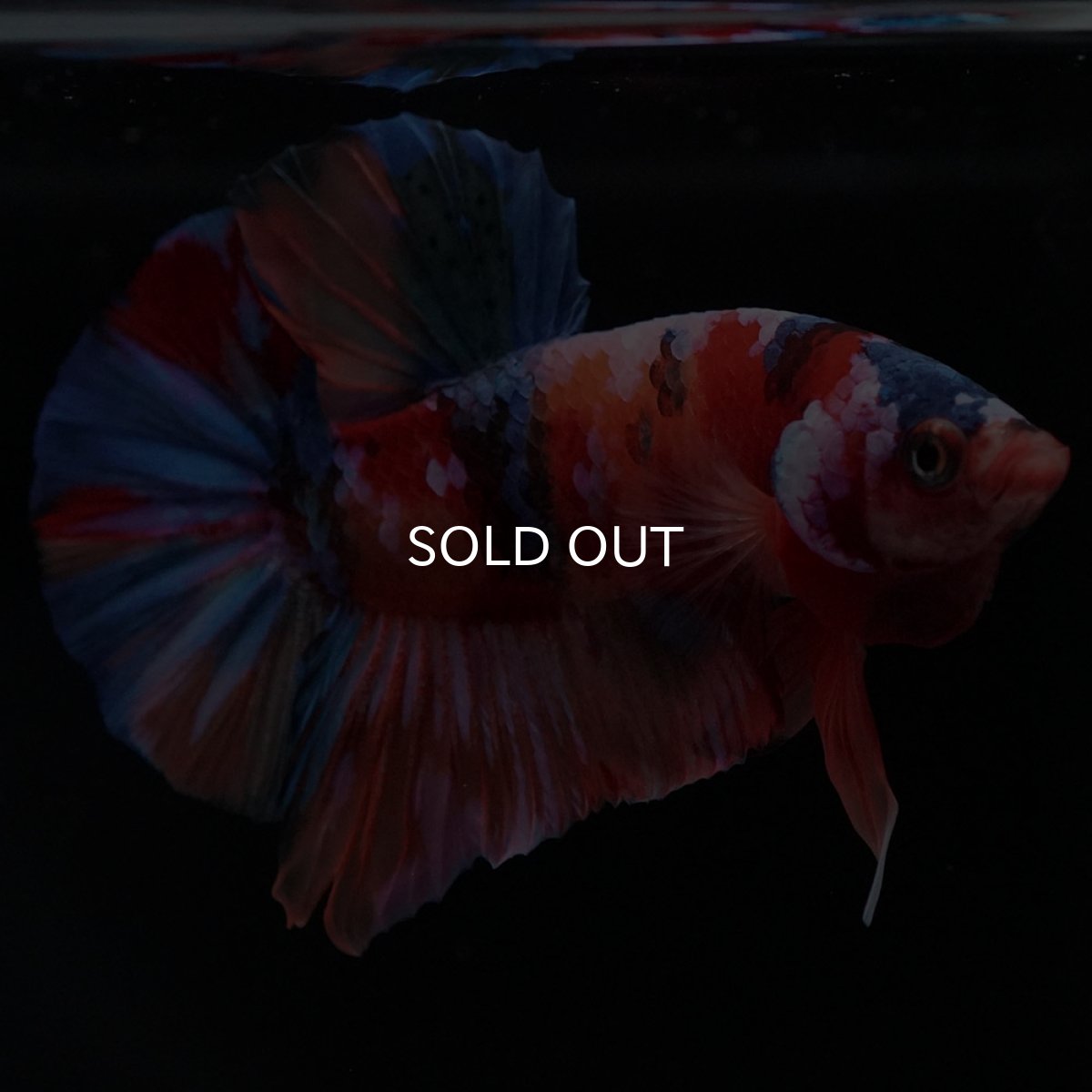 画像8: HMPK キャンディ (8)