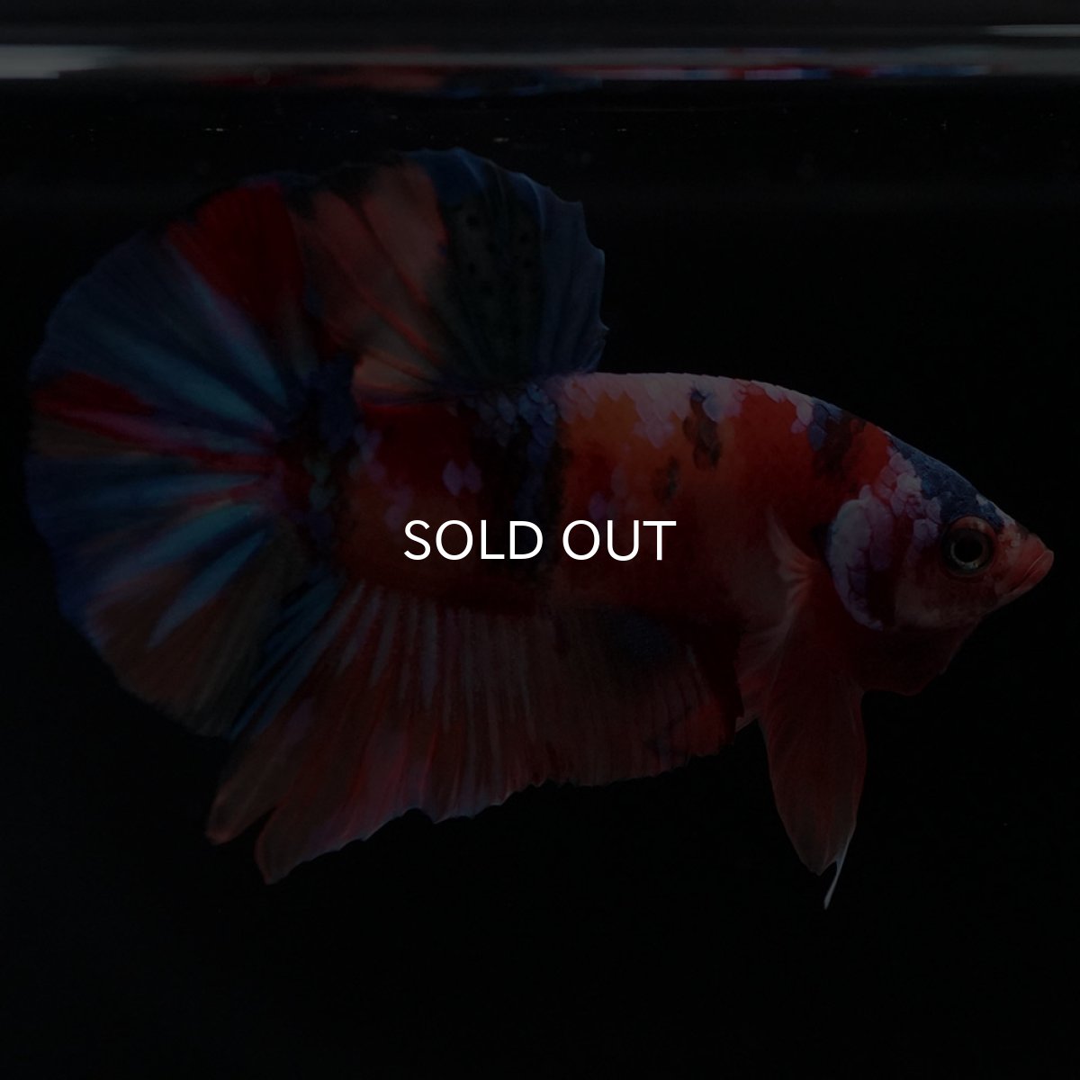 画像6: HMPK キャンディ (6)