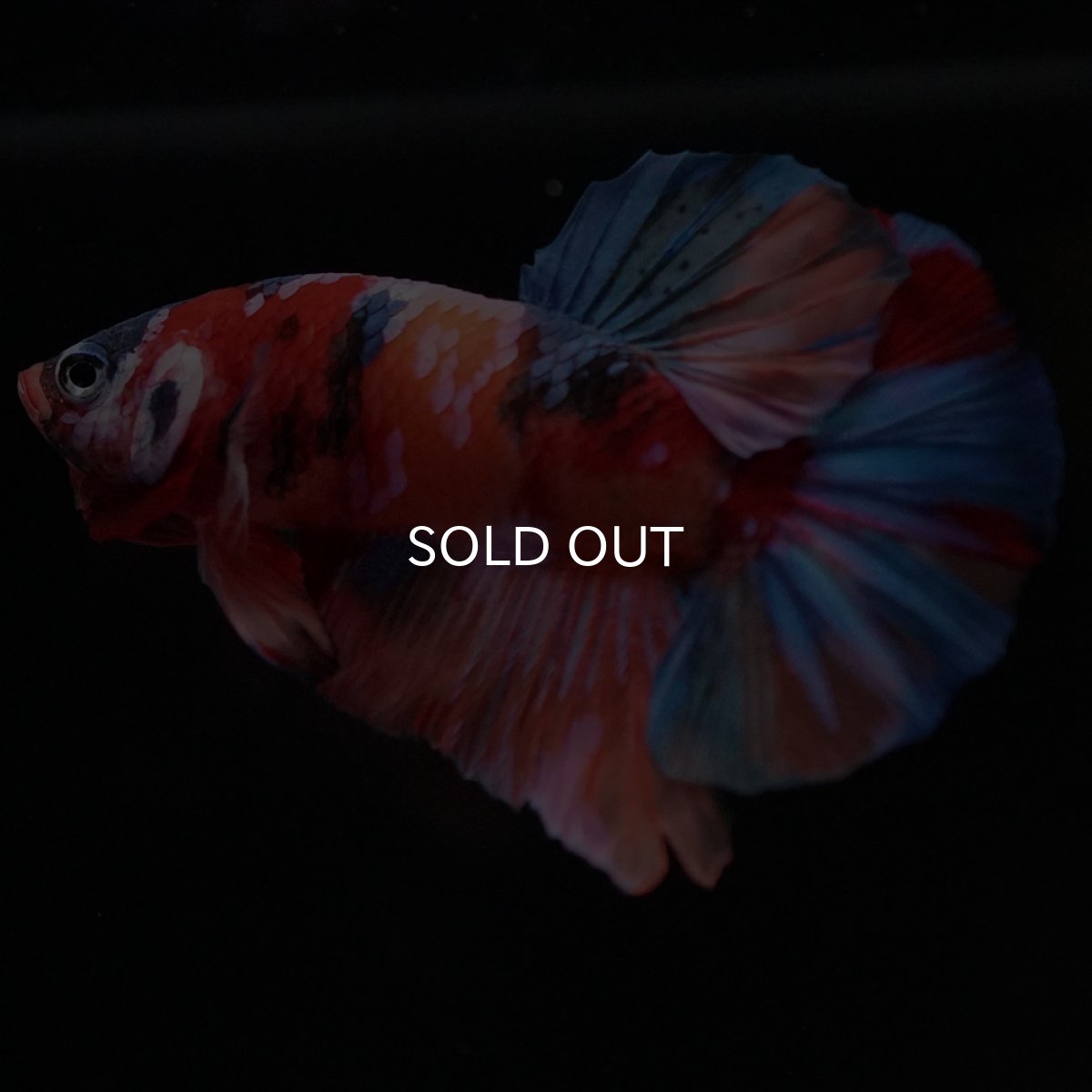 画像7: HMPK キャンディ (7)