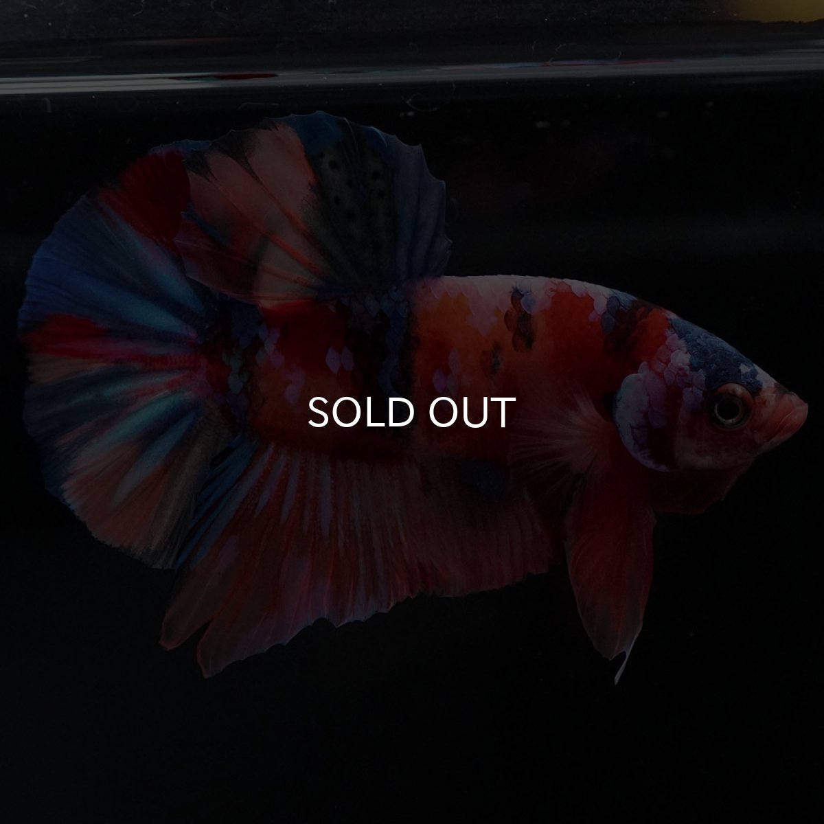 画像4: HMPK キャンディ (4)