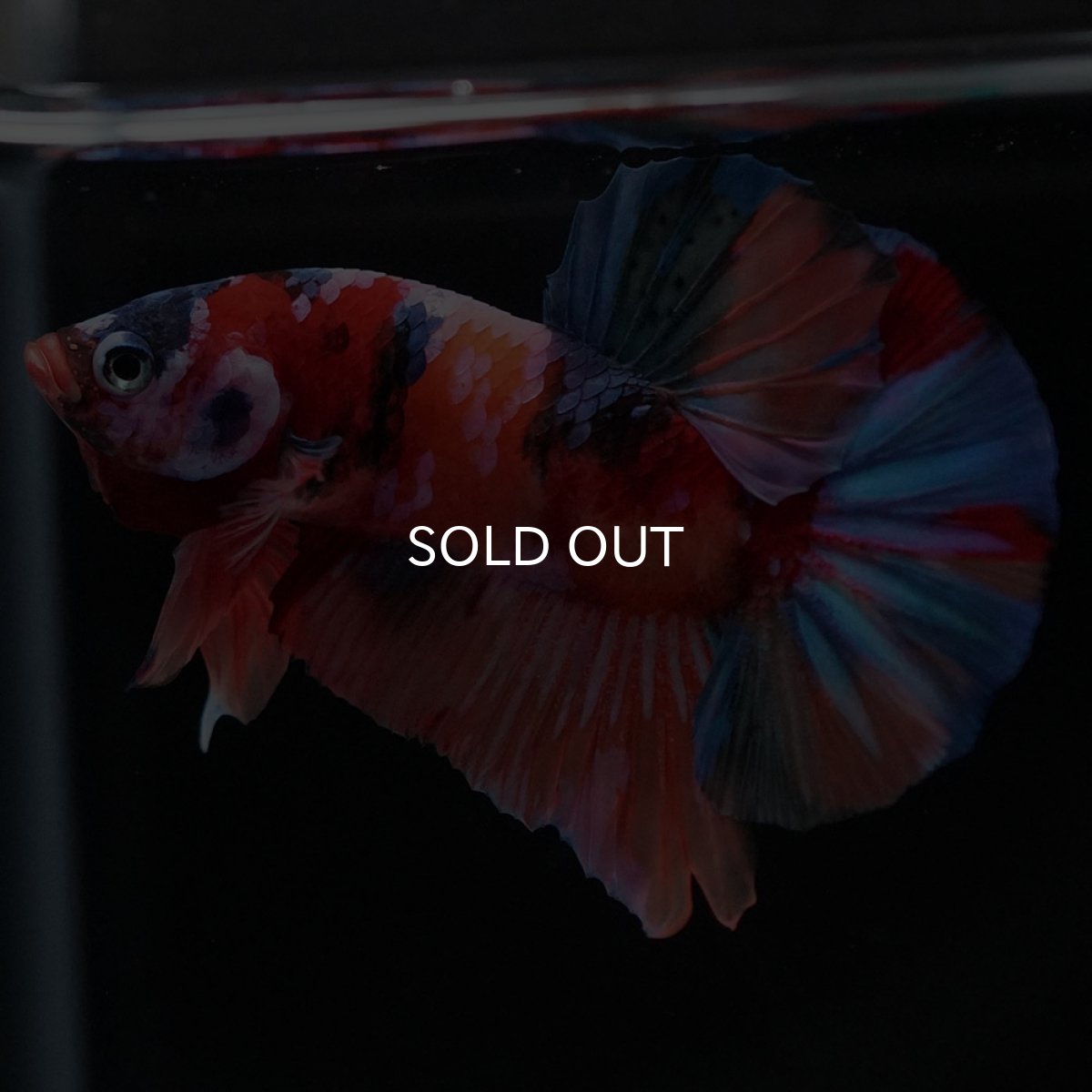 画像5: HMPK キャンディ (5)