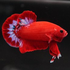 画像1: HMPK　ヘルボーイ (1)
