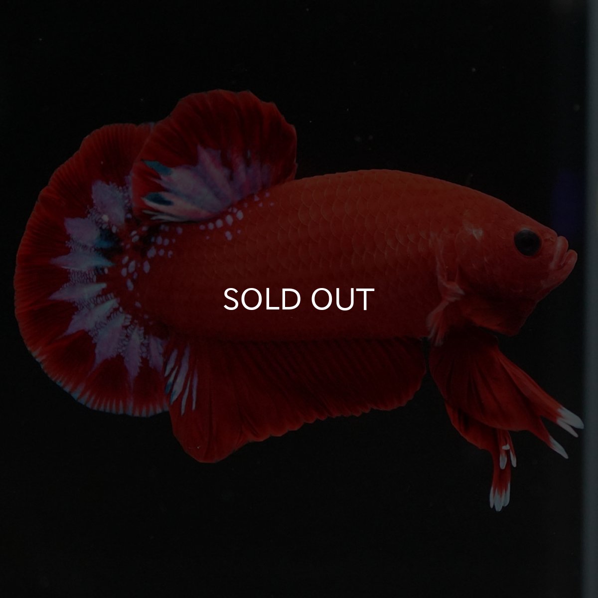 画像3: HMPK ヘルボーイ (3)