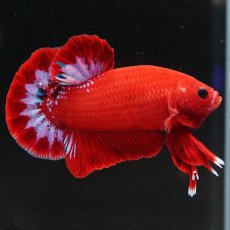 画像3: HMPK　ヘルボーイ (3)