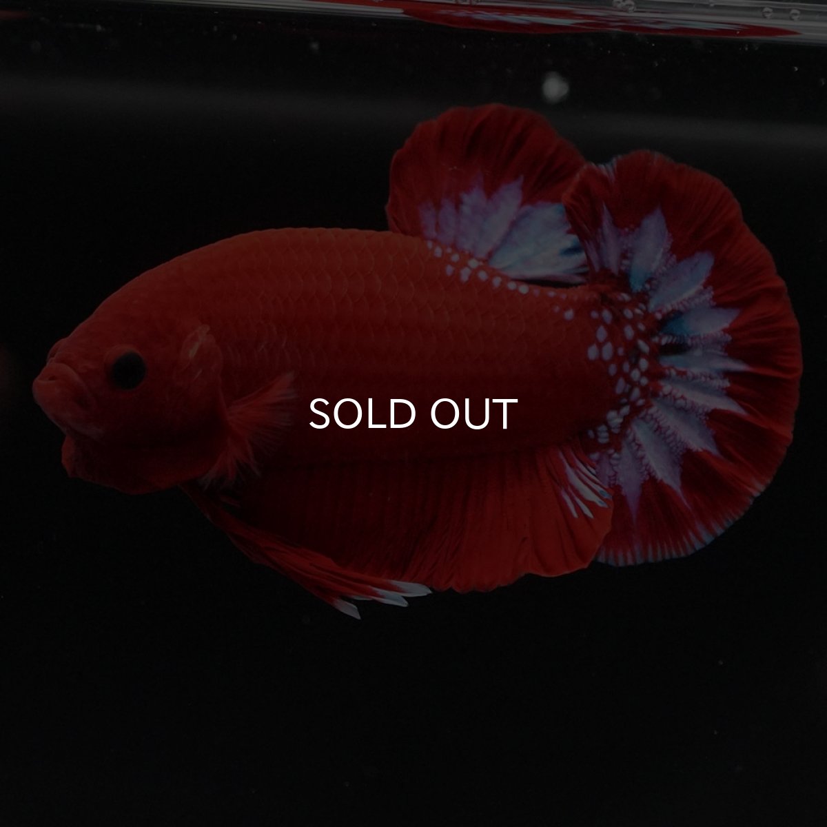 画像7: HMPK ヘルボーイ (7)