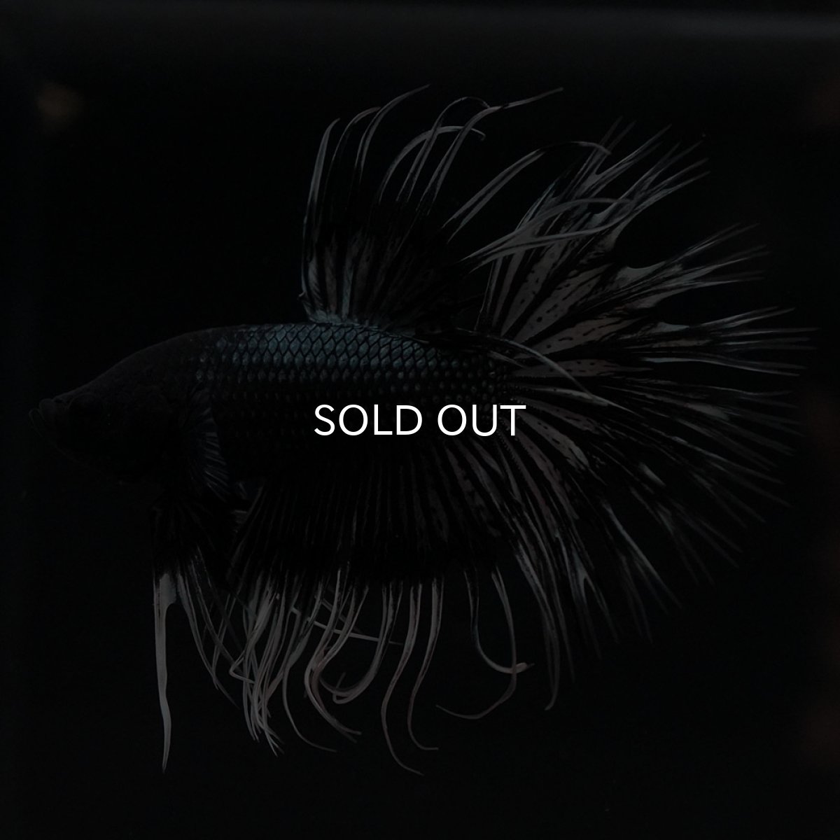 画像5: CT ブラックカッパーバタフライ (5)