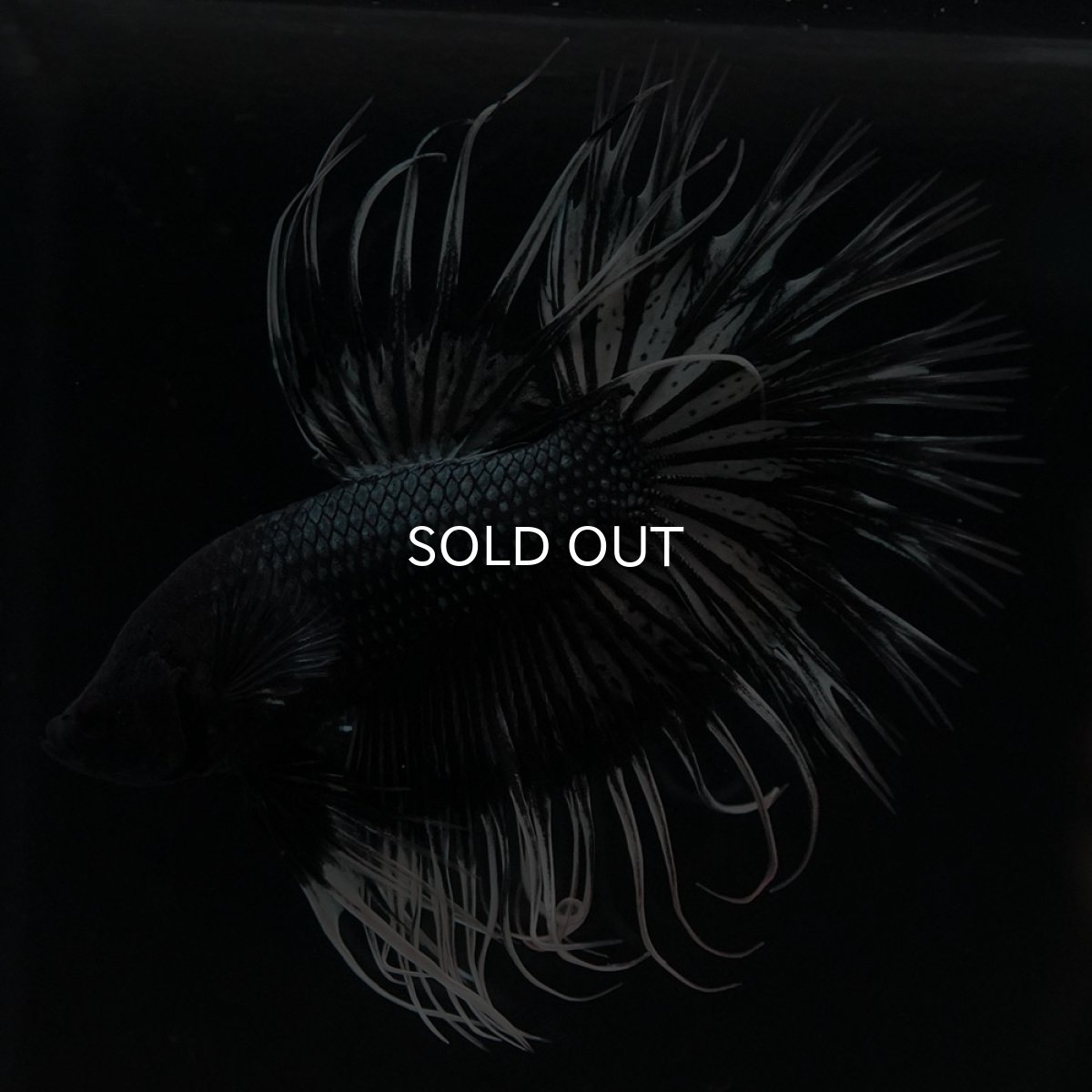 画像3: CT ブラックカッパーバタフライ (3)