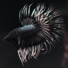 画像1: CT　ブラックカッパーバタフライ (1)