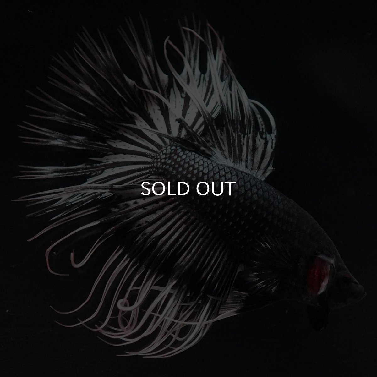 画像4: CT ブラックカッパーバタフライ (4)