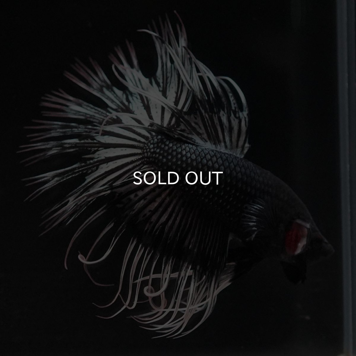 画像2: CT ブラックカッパーバタフライ (2)