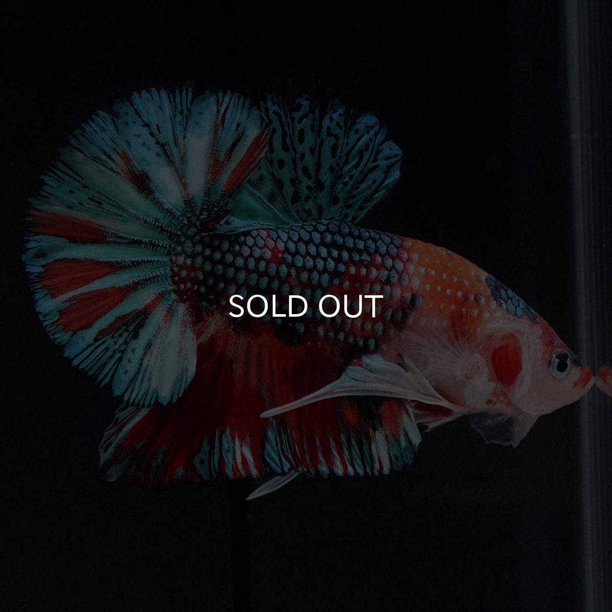 画像4: HMPK キャンディギャラクシー (4)