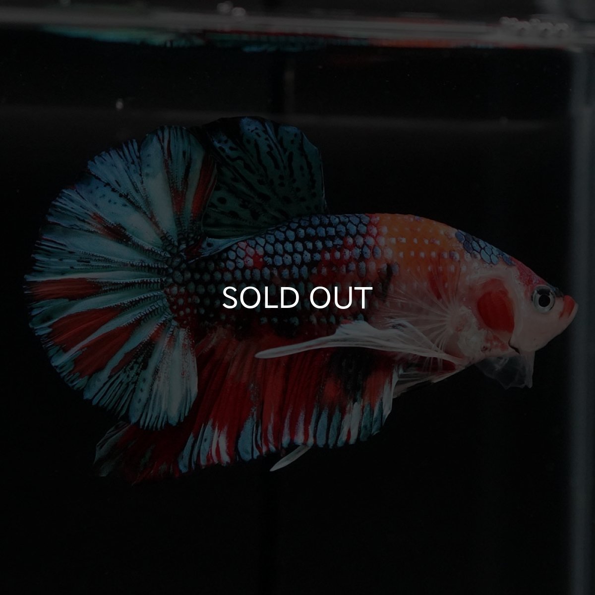 画像6: HMPK キャンディギャラクシー (6)