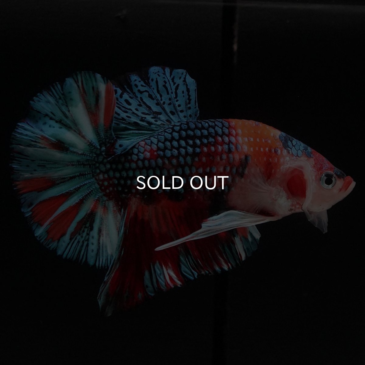 画像2: HMPK キャンディギャラクシー (2)