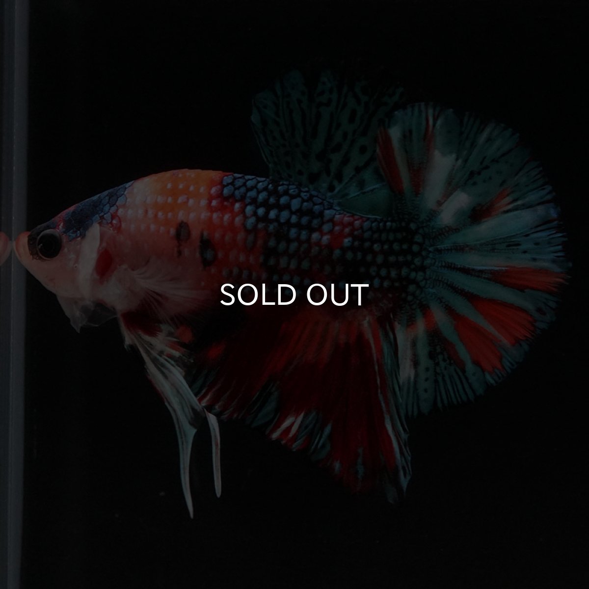 画像7: HMPK キャンディギャラクシー (7)