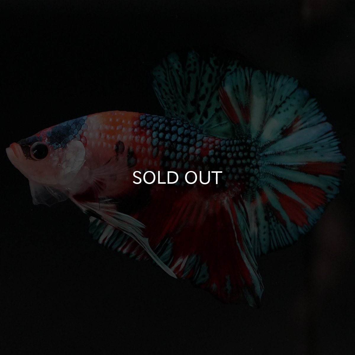 画像3: HMPK キャンディギャラクシー (3)