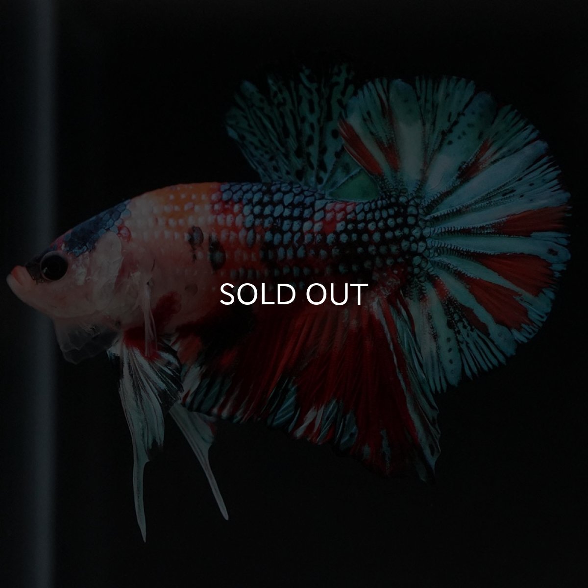 画像5: HMPK キャンディギャラクシー (5)