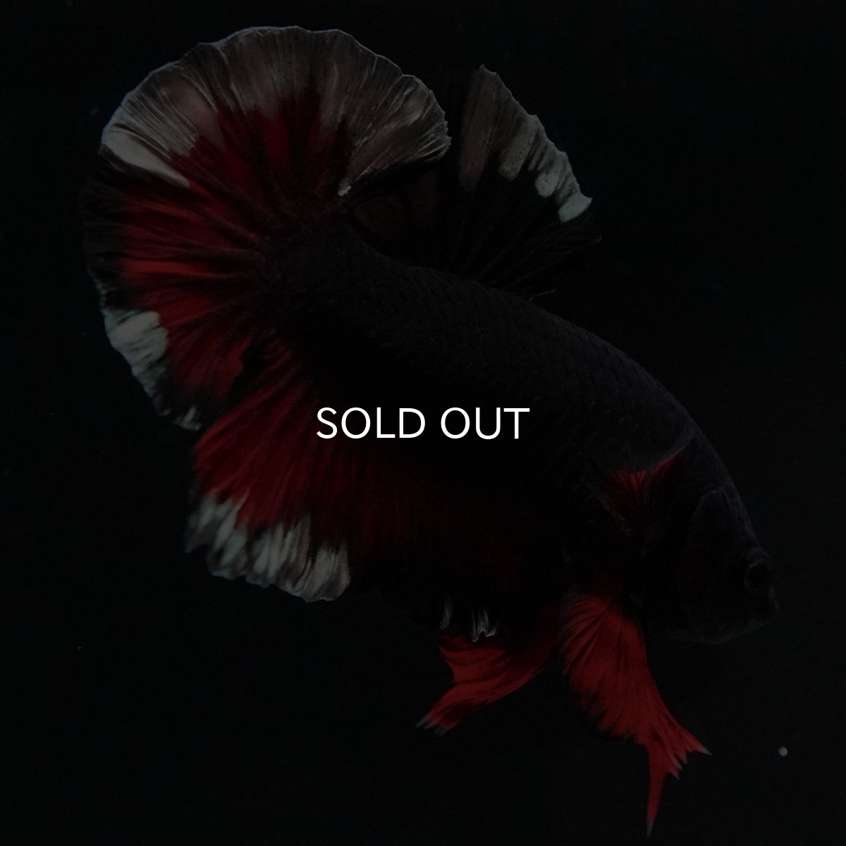 画像8: HMPK ブラックカッパースター 変わり柄 (8)