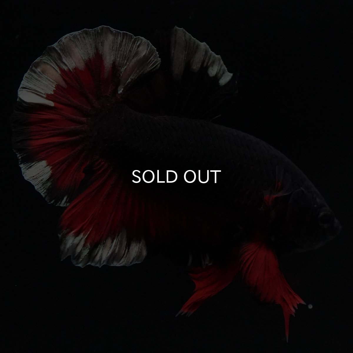 画像7: HMPK ブラックカッパースター 変わり柄 (7)