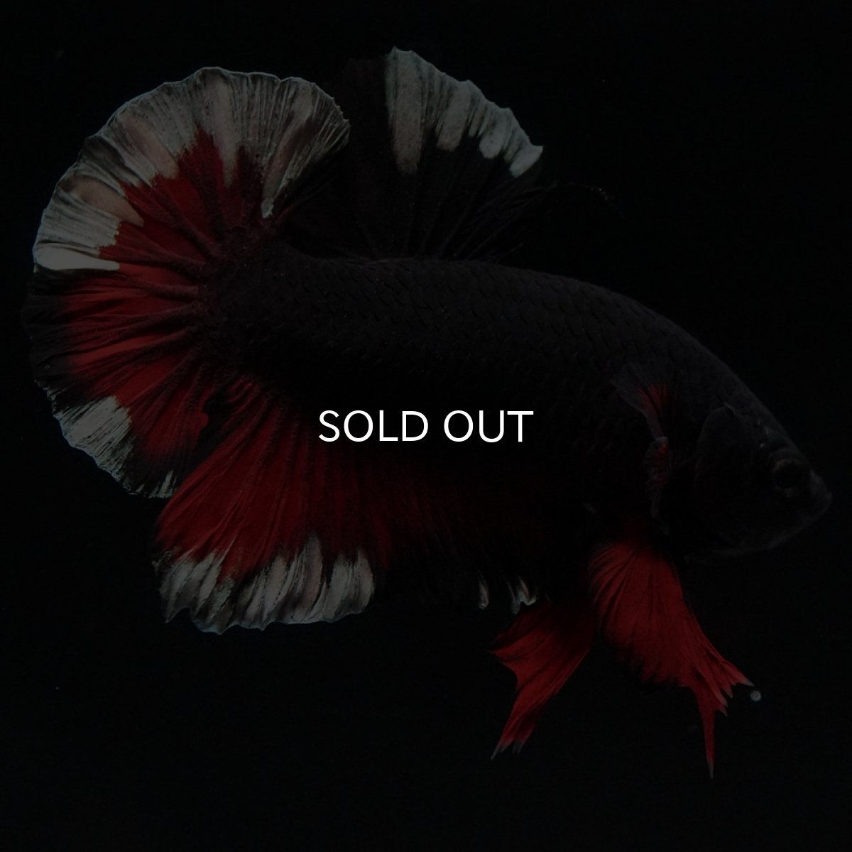 画像5: HMPK ブラックカッパースター 変わり柄 (5)