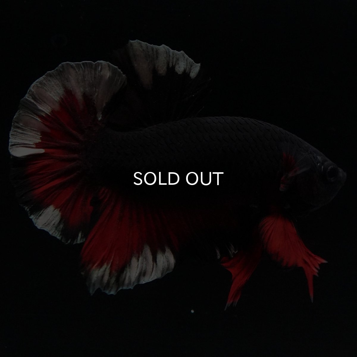 画像3: HMPK ブラックカッパースター 変わり柄 (3)