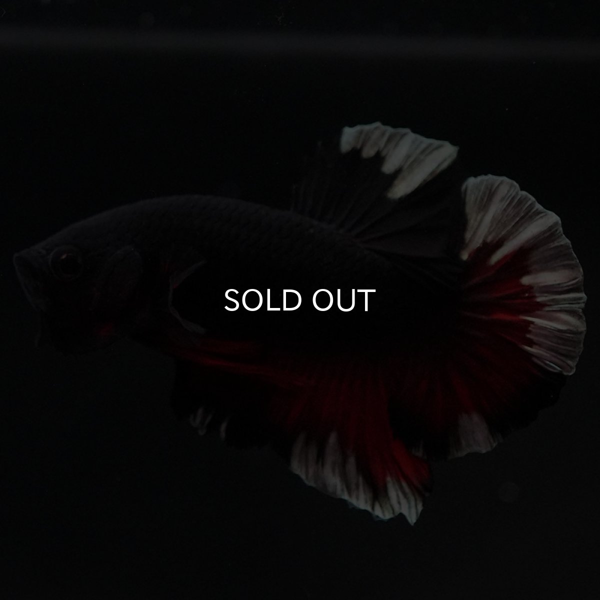 画像6: HMPK ブラックカッパースター 変わり柄 (6)