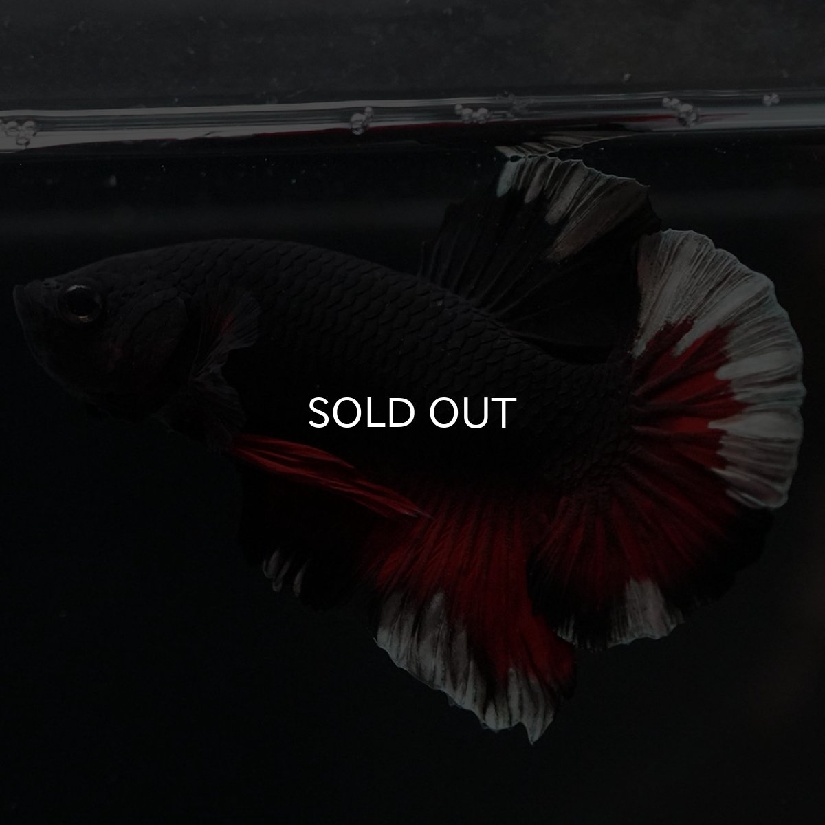 画像2: HMPK ブラックカッパースター 変わり柄 (2)