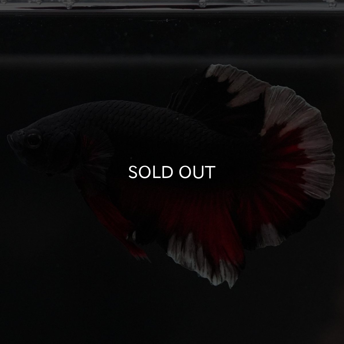 画像4: HMPK ブラックカッパースター 変わり柄 (4)