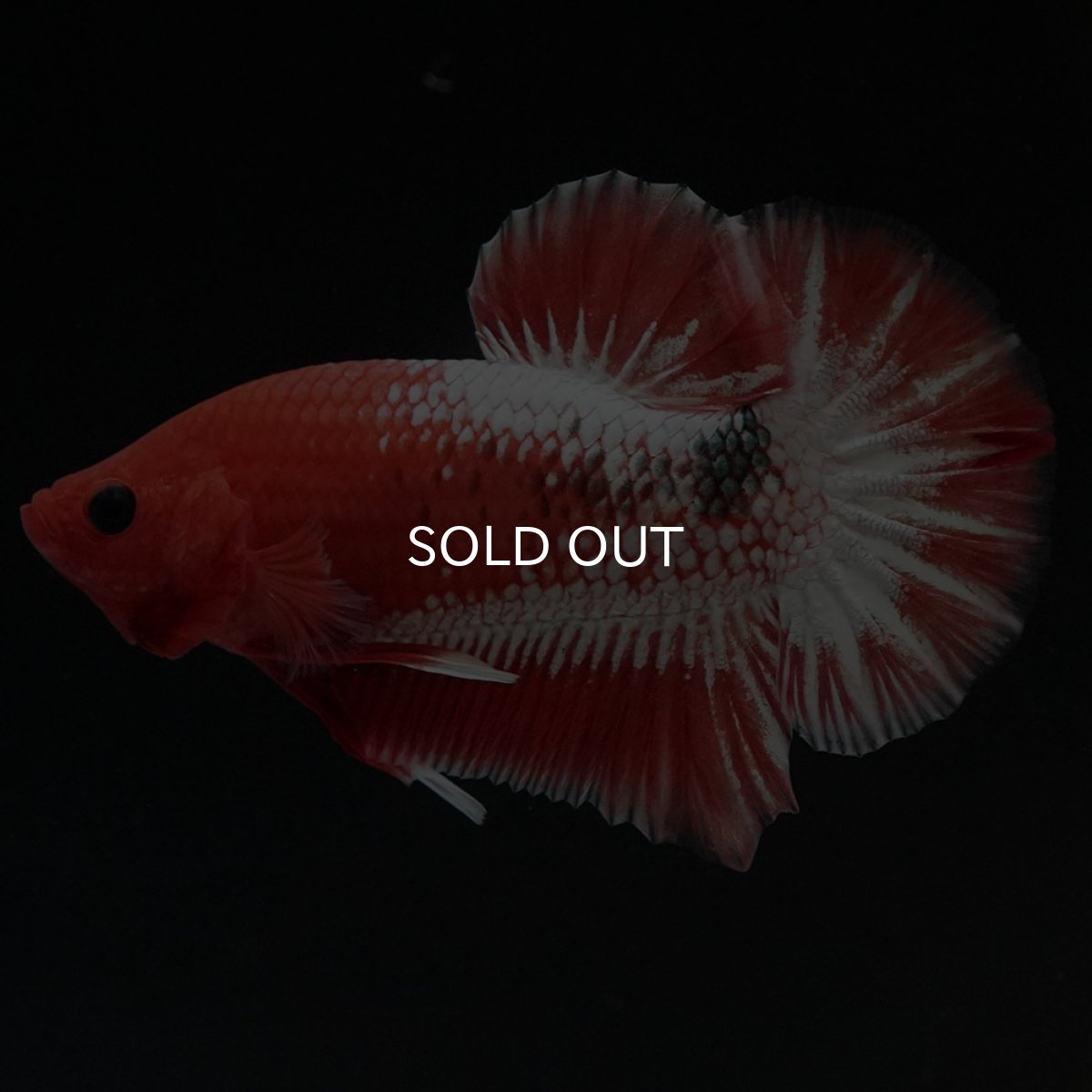 画像8: HMPK オレンジファンシー ホワイトスケール (8)