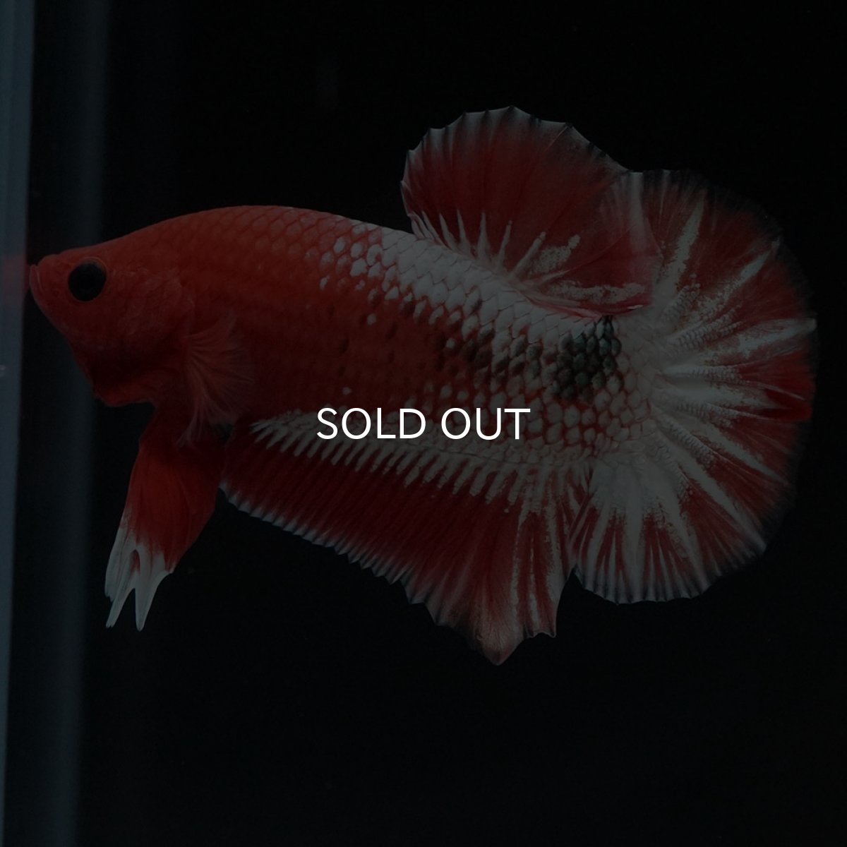 画像7: HMPK オレンジファンシー ホワイトスケール (7)