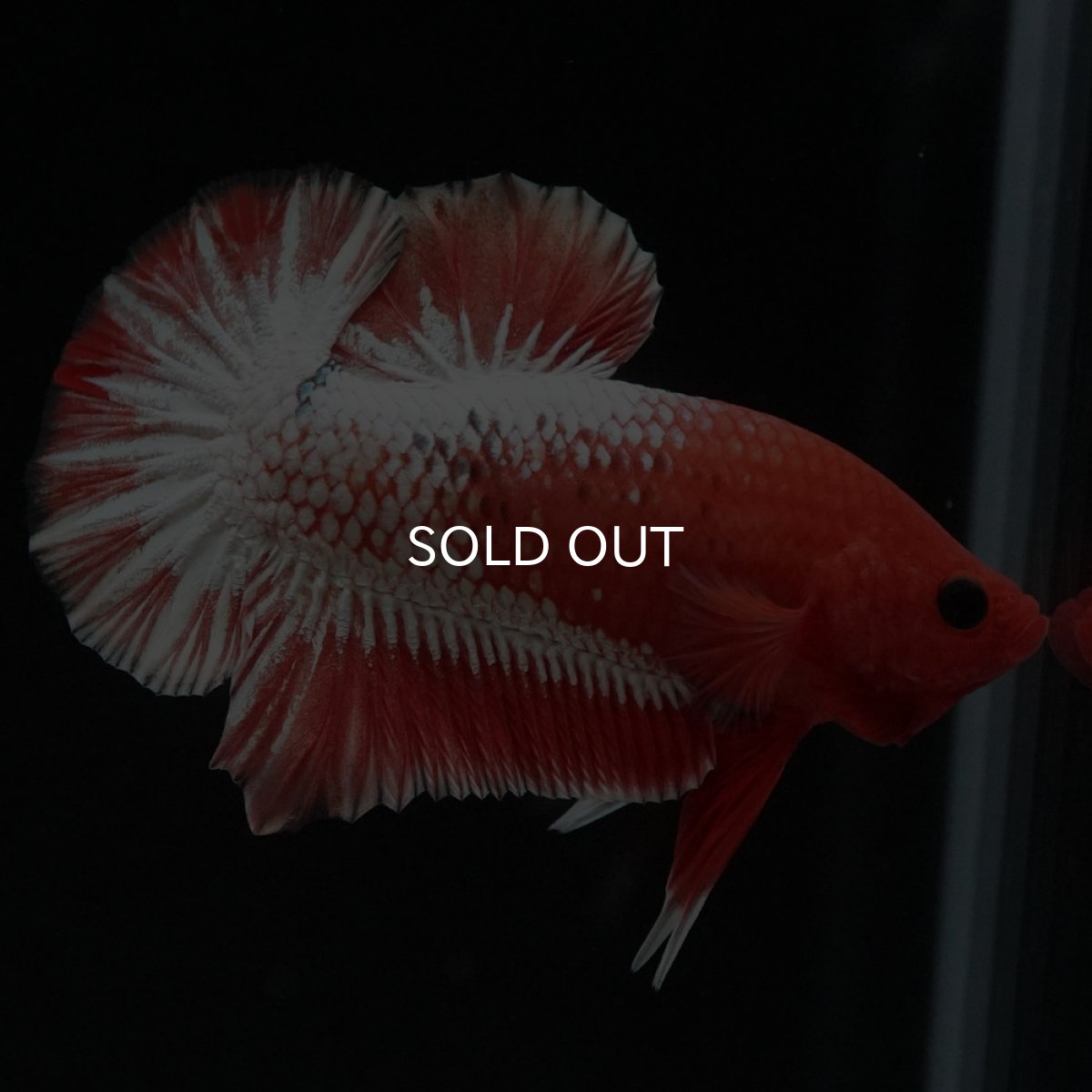 画像6: HMPK オレンジファンシー ホワイトスケール (6)