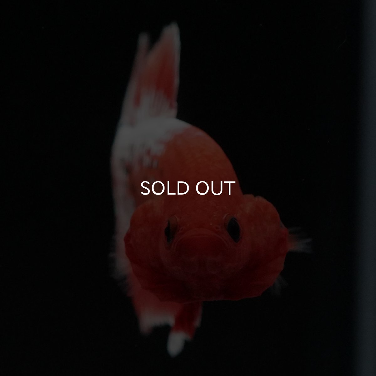 画像3: HMPK オレンジファンシー ホワイトスケール (3)