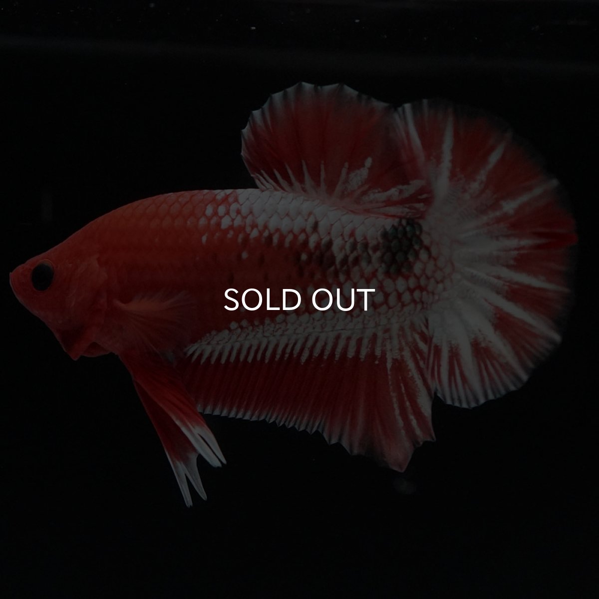 画像2: HMPK オレンジファンシー ホワイトスケール (2)