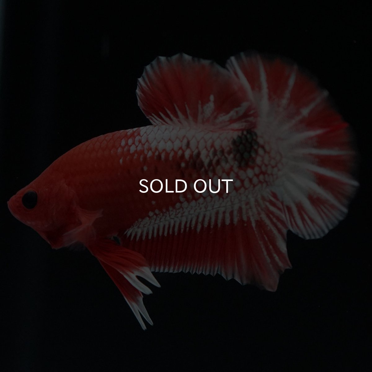 画像5: HMPK オレンジファンシー ホワイトスケール (5)