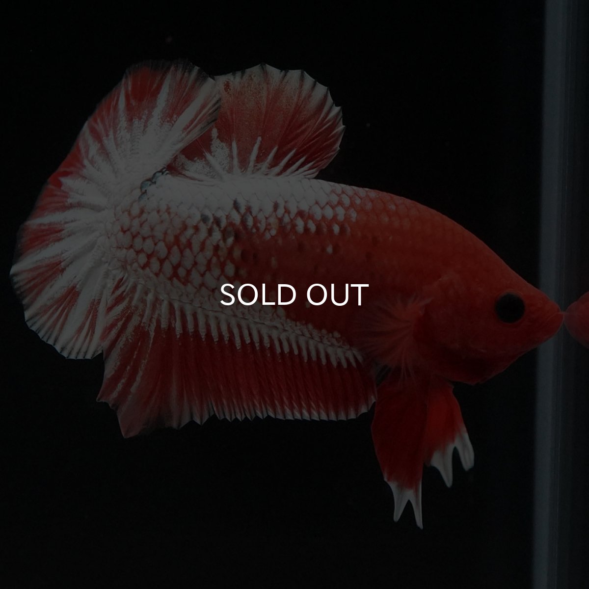 画像4: HMPK オレンジファンシー ホワイトスケール (4)