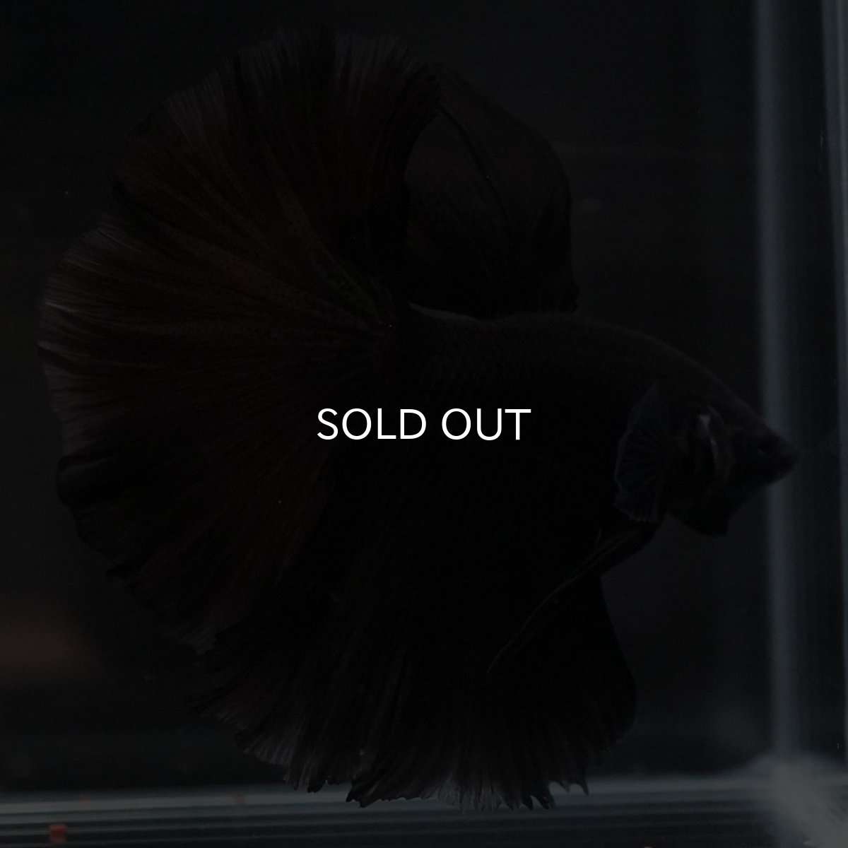 画像2: HM ブラック (2)