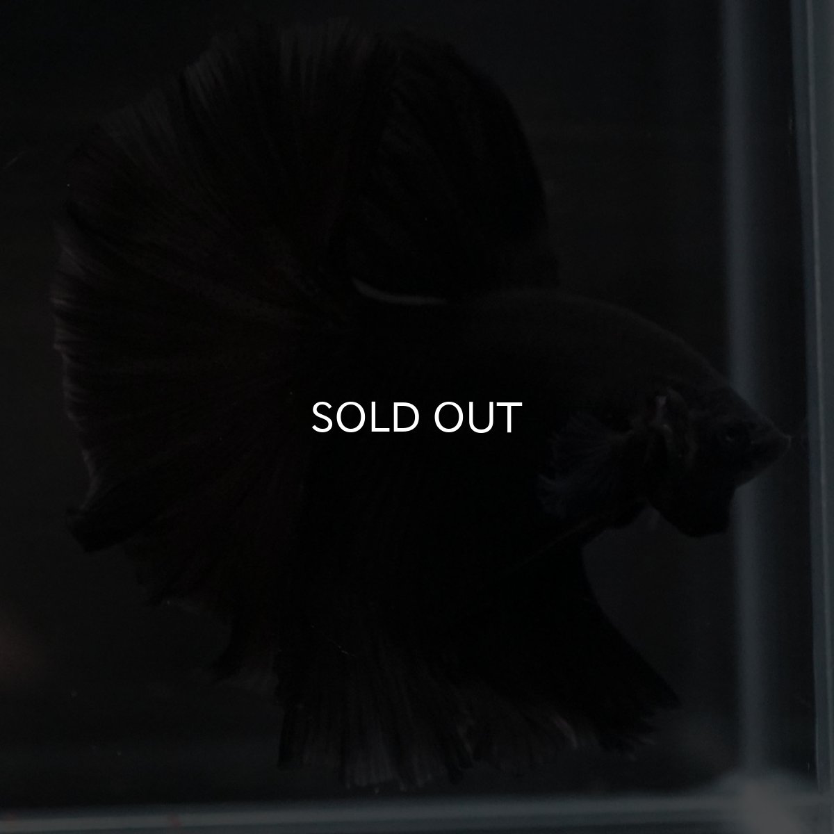 画像6: HM ブラック (6)