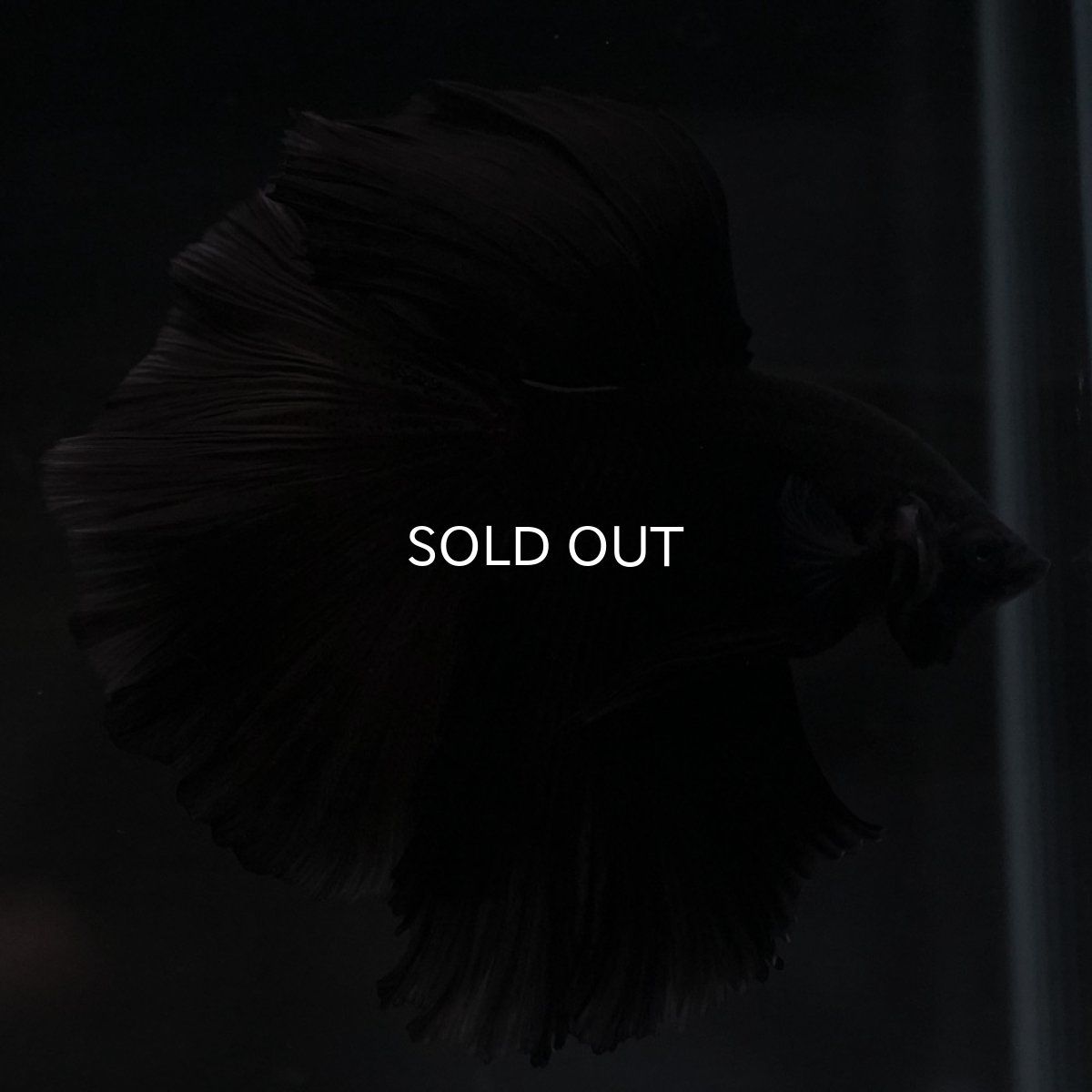 画像4: HM ブラック (4)