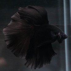 画像4: HM　ブラック (4)