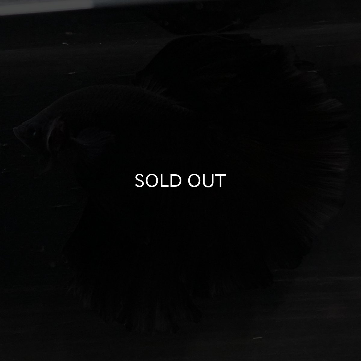 画像5: HM ブラック (5)