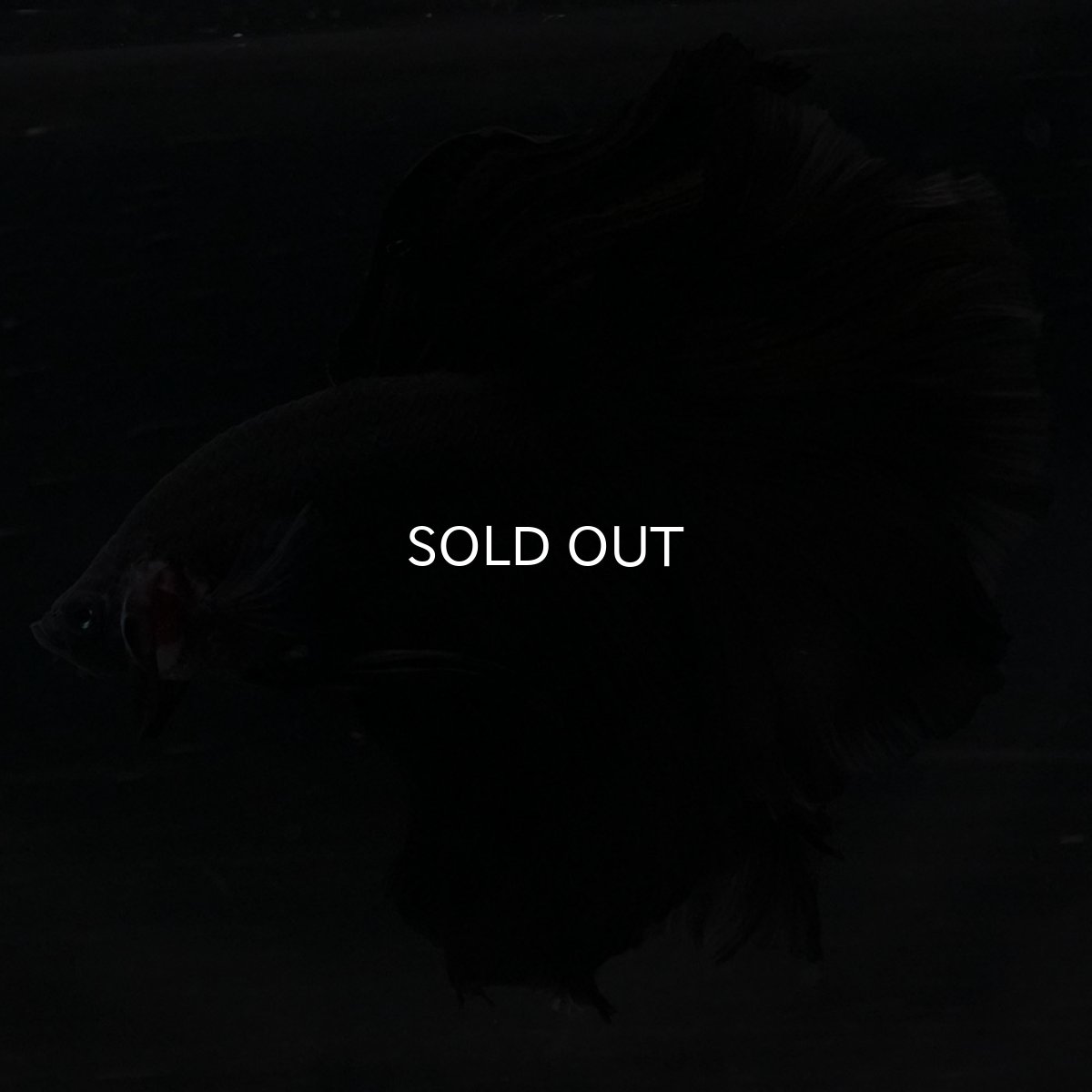 画像3: HM ブラック (3)