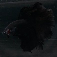 画像3: HM　ブラック (3)