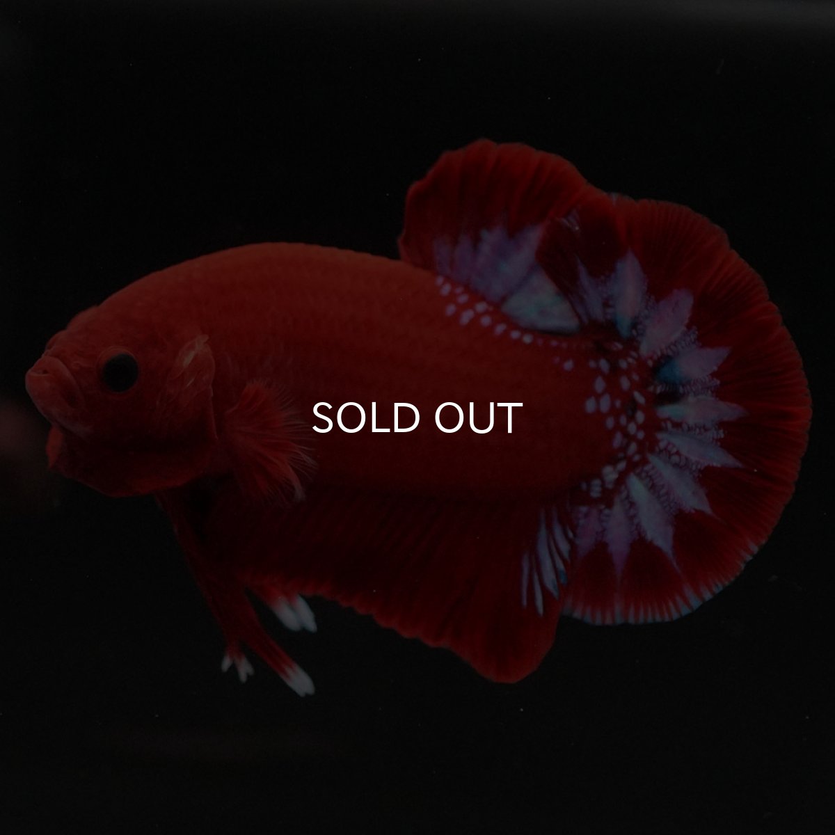 画像2: HMPK ヘルボーイ (2)