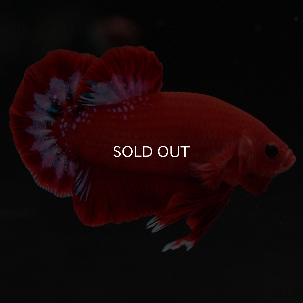 画像5: HMPK ヘルボーイ (5)