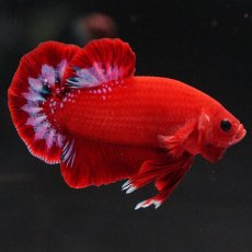 画像5: HMPK　ヘルボーイ (5)