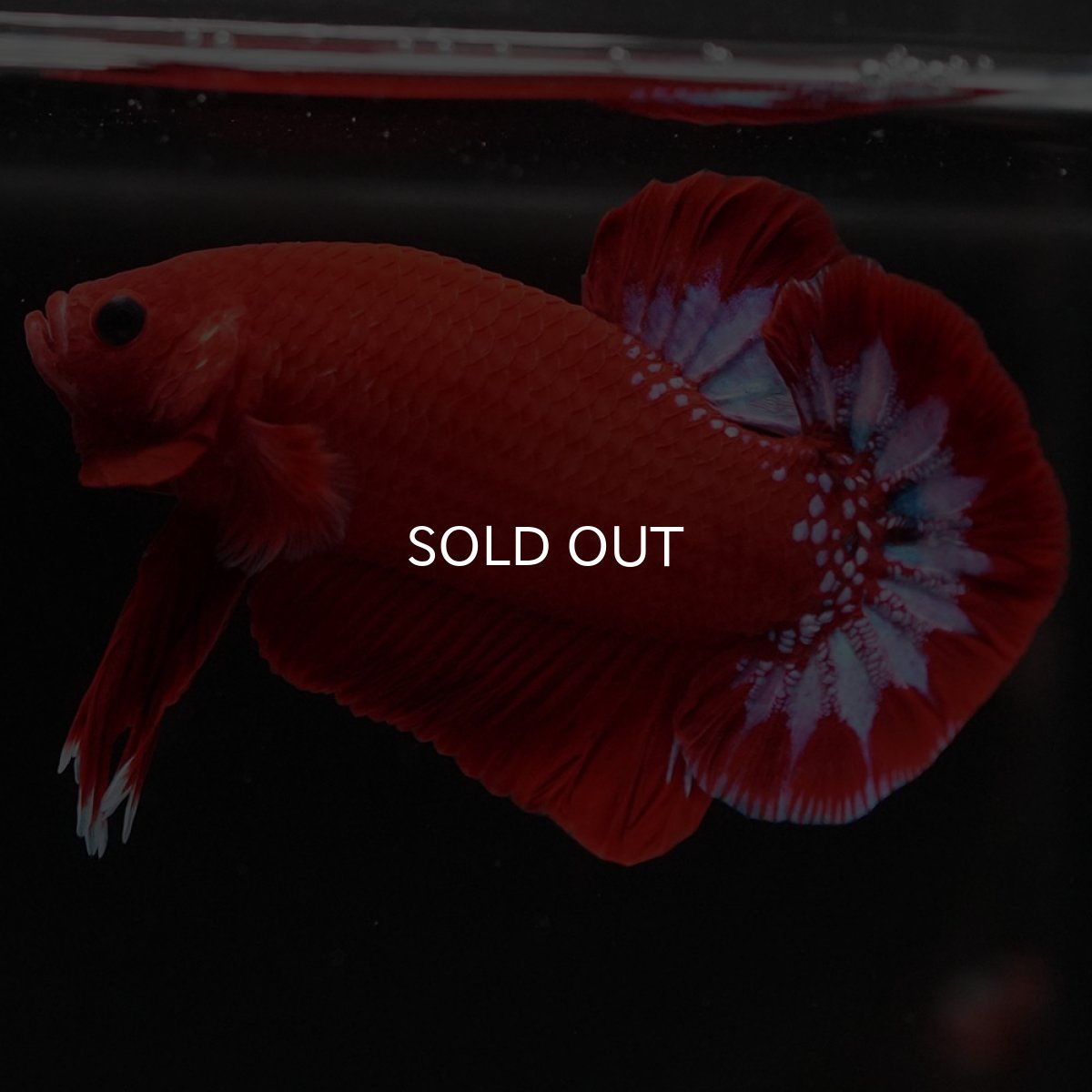 画像6: HMPK ヘルボーイ (6)