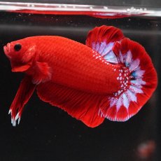 画像6: HMPK　ヘルボーイ (6)