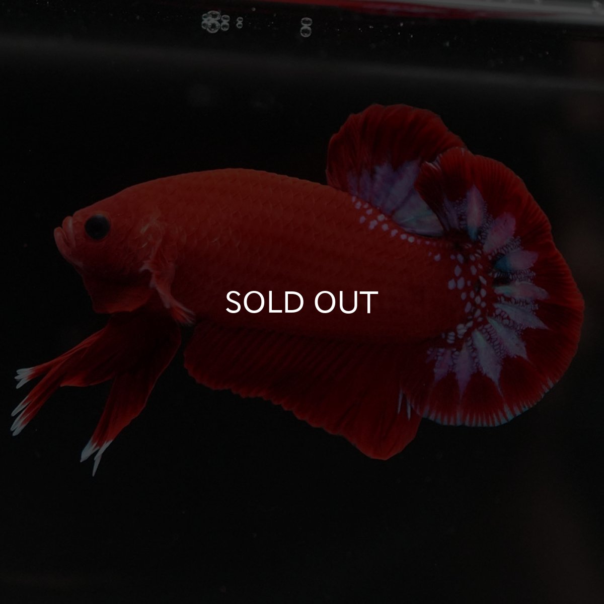 画像4: HMPK ヘルボーイ (4)